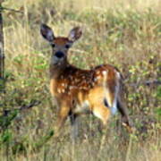 Fawn Poster