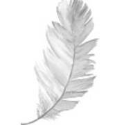 Feather Gray Clipart Kids Decoration, Baby Girl Boy Art Print, Illustration Poster