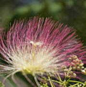 Feathery Mimosa Blooms Poster