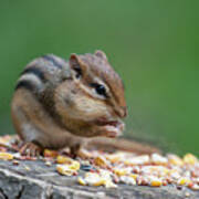 Feeding On A Log Poster