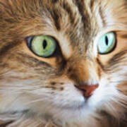 Feline Focused Intensity Poster