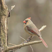 Female Cardinal Poster