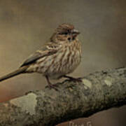 Female House Finch Poster