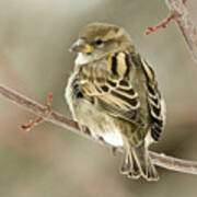 Female House Sparrow Poster