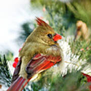 Female Northern Cardinal Poster