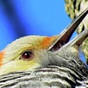 Female Red-bellied Woodpecker Close Up Poster