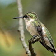 Female Ruby-throated Hummingbird On Branch Poster