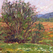Field In Spring Poster