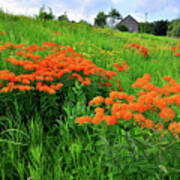 Field Of Butterfly Milkweed In Glacial Park Poster