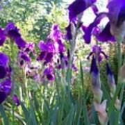Field Of Irises Poster