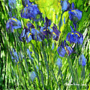 Field Of Irises Poster