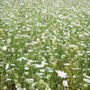 Field Of Queen Annes Lace Poster