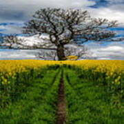 Field Of Rapeseeds Poster
