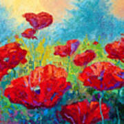 Field Of Red Poppies Poster
