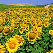 Field Of Sunflowers Near Cordoba Poster