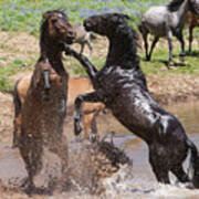 Fight At The Water Hole Wild Stallions Poster