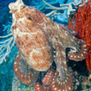 Fiji, Day Octopus Poster