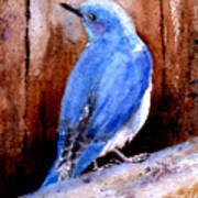 Firehole Bridge Bluebird - Male Poster