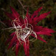 Fireweed Seed Poster