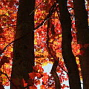 Firey Autumn Color Poster