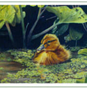 First Spring - Mallard Duckling Poster
