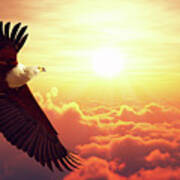 Fish Eagle Flying Above Clouds Poster