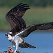 Fish For The Osprey Poster