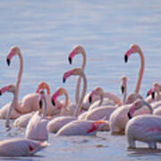 Flamingo Family In Kalochori Lagoon Greece Poster