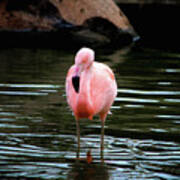 Flamingo In Water Poster