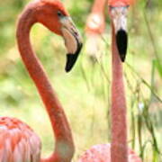 Flamingo Pair Poster