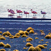 Flamingos At Torres Del Paine Poster