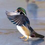 Flapping Wood Duck Poster