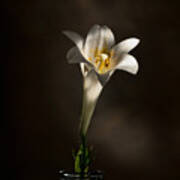 Flashlight Series Easter Lily 1 Poster