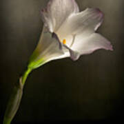 Flashlight Series White Flower 5 Poster