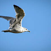 Flight Of The Seagull Poster