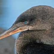 Flightless Cormorant Poster