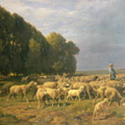 Flock Of Sheep In A Landscape Poster