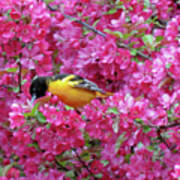 Floral Oriole 4 Poster