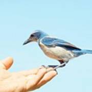 Florida Scrub Jay In Hand Poster