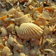 Florida Sea Shells Poster