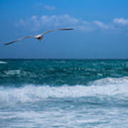 Florida Seagull In Flight Poster