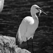 Florida White Egret Poster