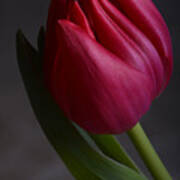 Flourishing Tulip Poster