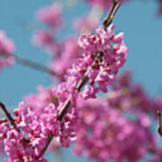 Spring Blossom Poster