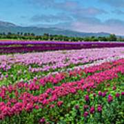 Flower Farm Heaven Panorama Poster