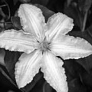 Flower In Black And White Poster