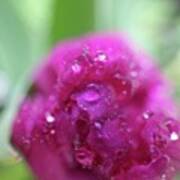 #flower #rainyday #raindrops Poster