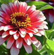 Zinnia Red And White Poster