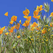 Flower Trail Diamond Valley Lake Poster