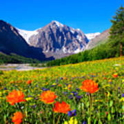 Flowering Valley. Mountain Karatash Poster